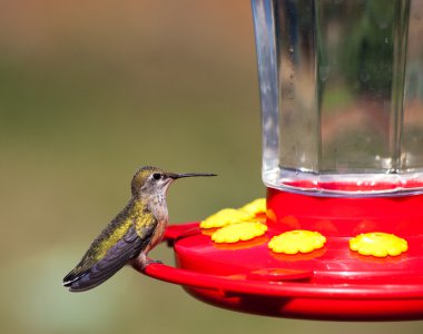 Hummingbird on a Feeder clipart