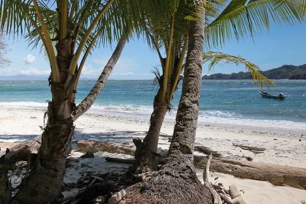 Palmiye ağacı beach — Stok fotoğraf