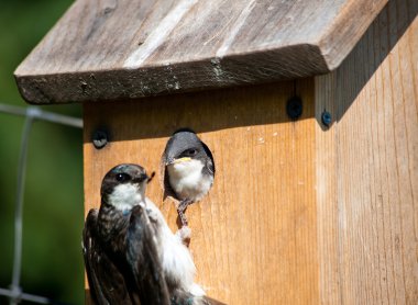 Birdhouse Breakfast clipart