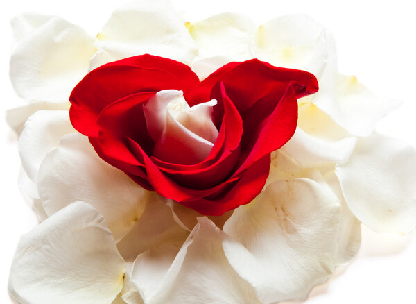 A small white rose bud is framed by heart shaped red rose petals and cradled on a bed of creamy white rose petals, isolated on a white background.