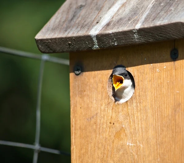 Baby fågel visar tungan — Stockfoto
