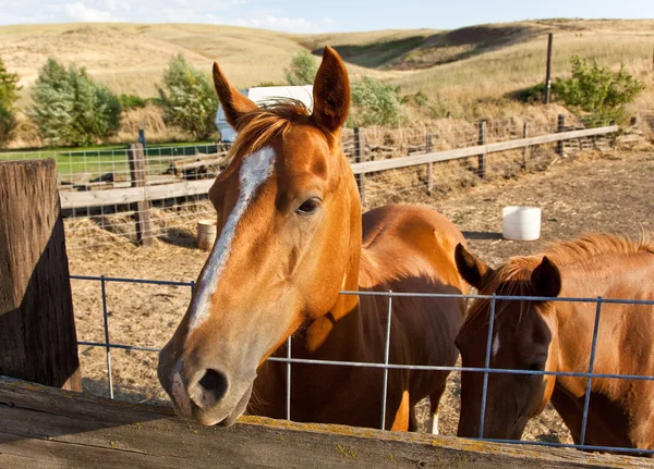 Cavalo agrícola — Fotografia de Stock