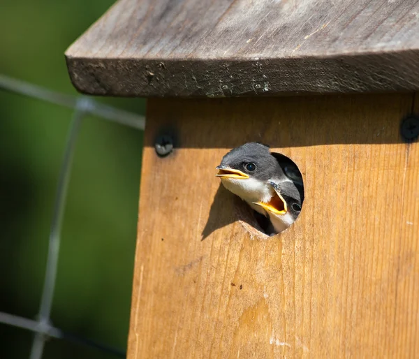 Baby Birds em Birdhouse — Fotografia de Stock