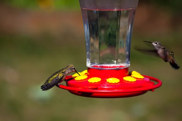 Кормление колибри — стоковое фото
