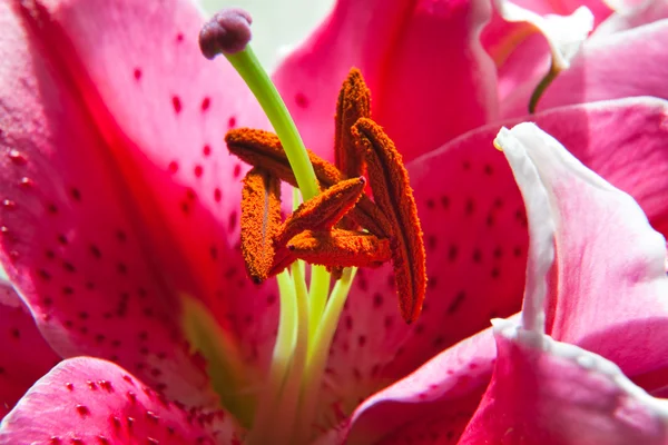 Pyl růžové lilie — Stock fotografie