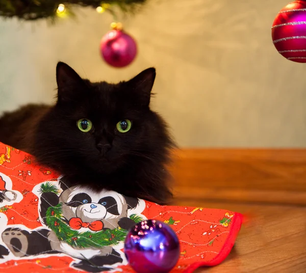 stock image Christmas Cat