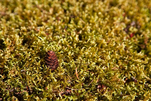 Pinecone in Moss — Stock Photo, Image