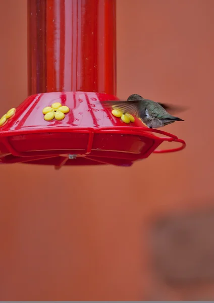 Hummingbird feeder Stock Photo