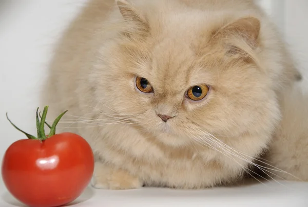 Кошка смотрит на помидор. — стоковое фото