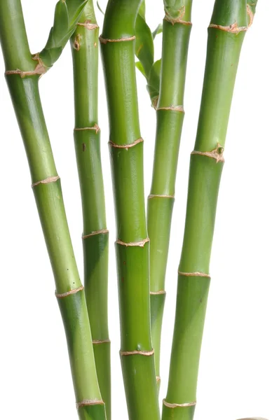 Bamboe achtergrond — Stockfoto