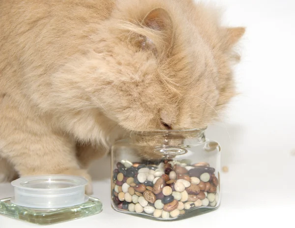 Makro perská kočka — Stock fotografie
