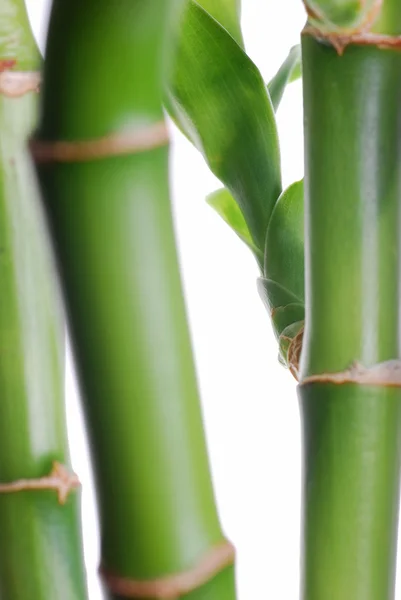 Bamboo stem background — Stock Photo, Image