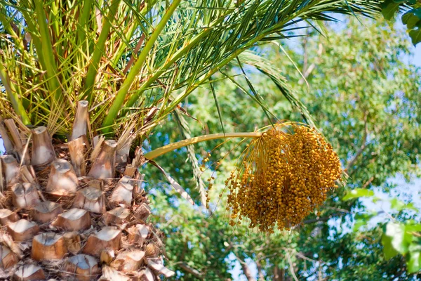 stock image Palm fruit