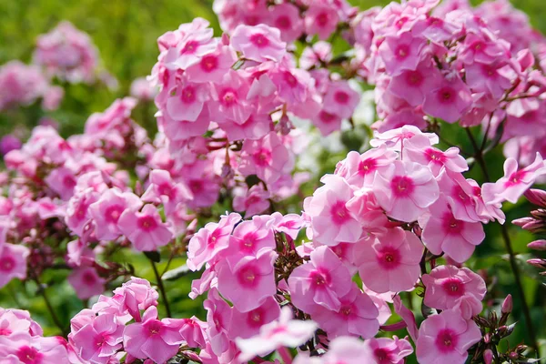 stock image Pink Phlox