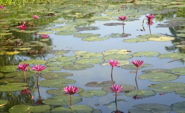 Wild pond with lotuses. clipart