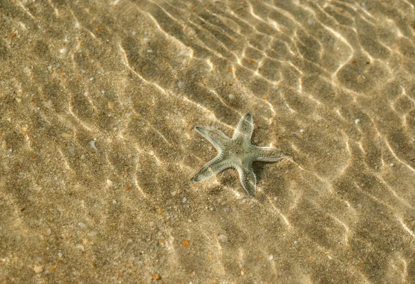 Морская звезда на мели — стоковое фото