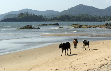 palolem plaj. Goa