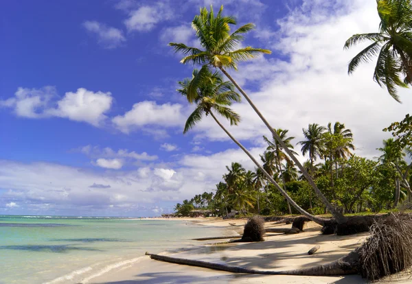 Wild caribbean beach. Samana. — Stock Photo, Image