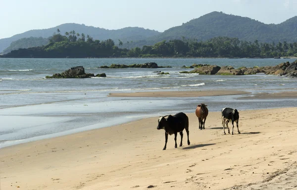 Praia de Palolem. Goa... — Fotografia de Stock