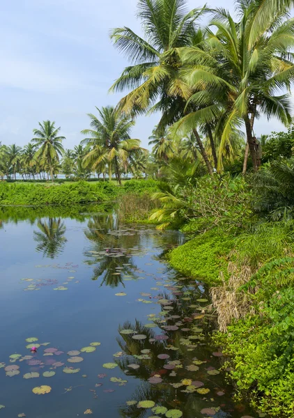Tropická krajina - rybník s lekníny — Stock fotografie