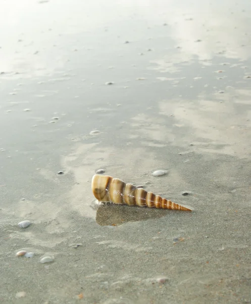 The shell on the beach. Goa — Stock Photo, Image