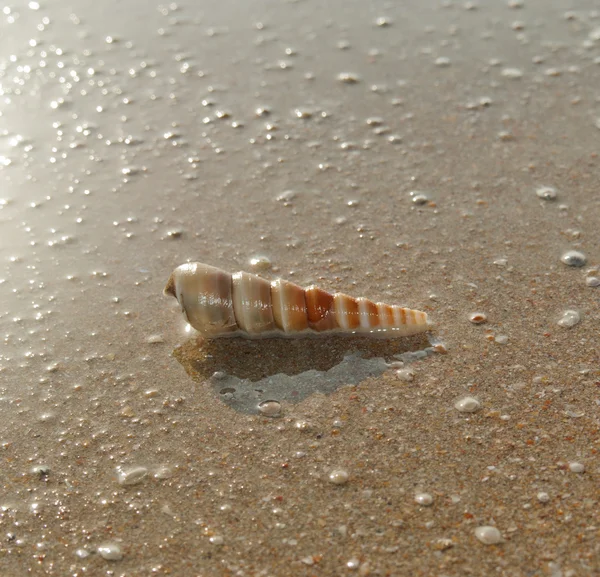 The shell in Goa shore — Stock Photo, Image