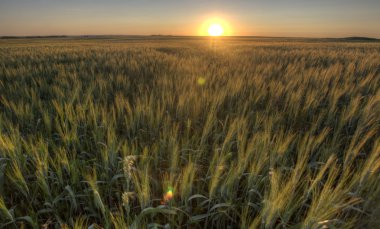 Prairie Grass Crop Sunset clipart