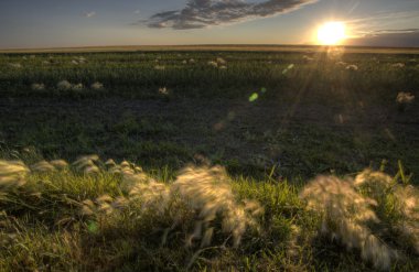 Kuru otlar ve bataklık saskatchewan