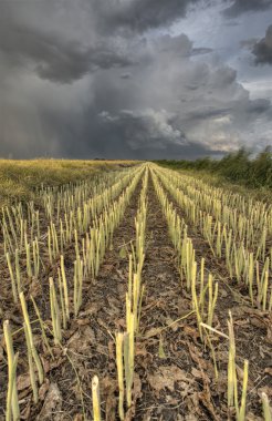 Stubble Field and Prarie Storm clipart