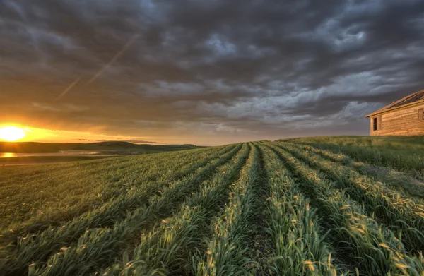 stock image Newly planted crop