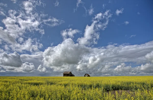 stock image Canola Crop Canada