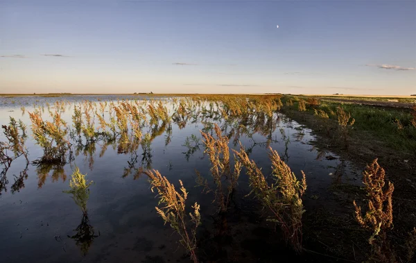 Mauvaises herbes sèches et marais Saskatchewan — Photo