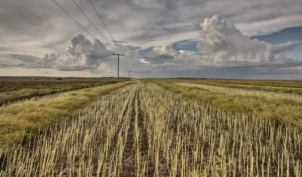 Zarost pola i Prairie burza — Zdjęcie stockowe