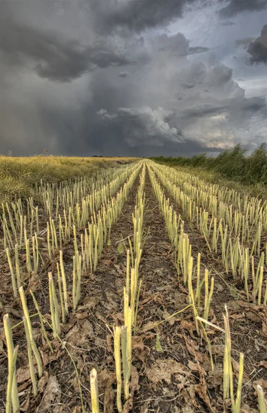 Zarost pola i Prairie burza — Zdjęcie stockowe