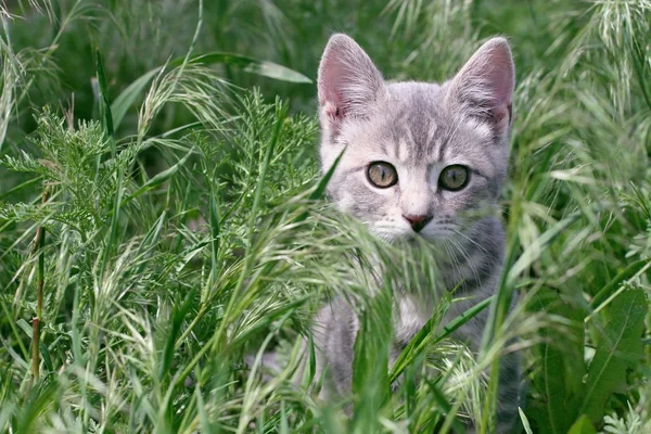 stock image Grey Tabby Stalking Through The Grass