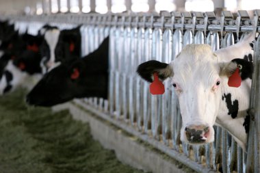 White Dairy Holstein Cow at Feed Time clipart