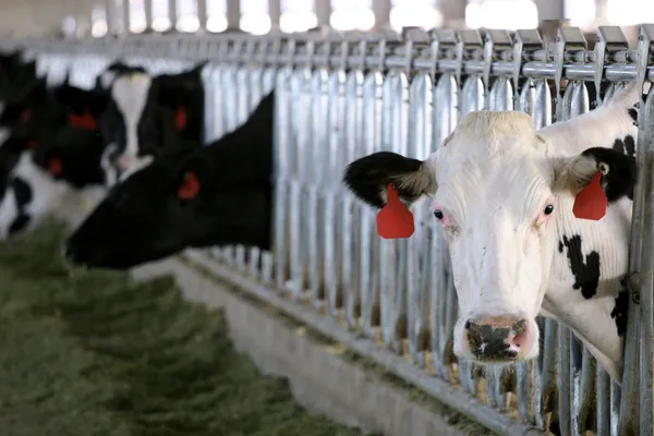 Vaca Holstein Láctea Blanca a la Hora de Alimentar Fotos de stock