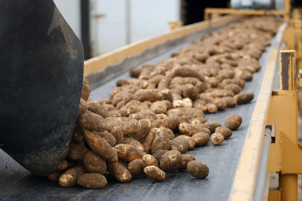 Patatas en la cosecha Imágenes de stock libres de derechos