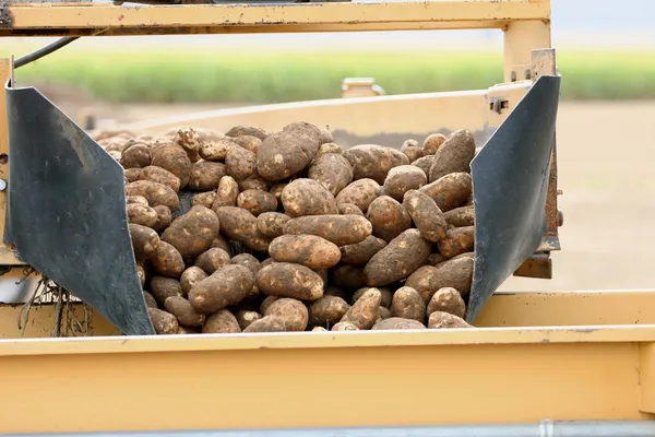 Patatas en la cosecha Imagen De Stock