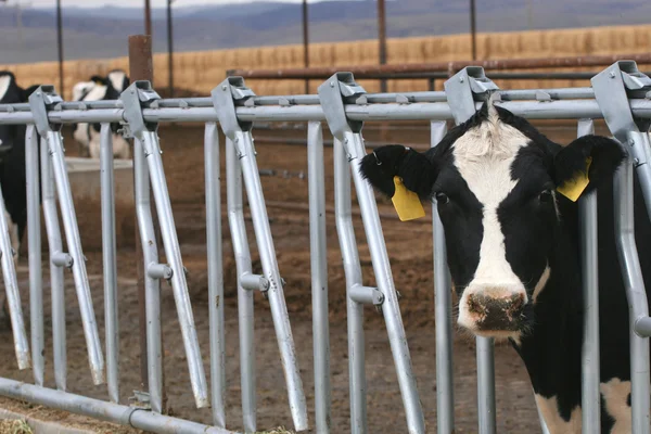 Holstein jałówka w czasie karmienia — Zdjęcie stockowe