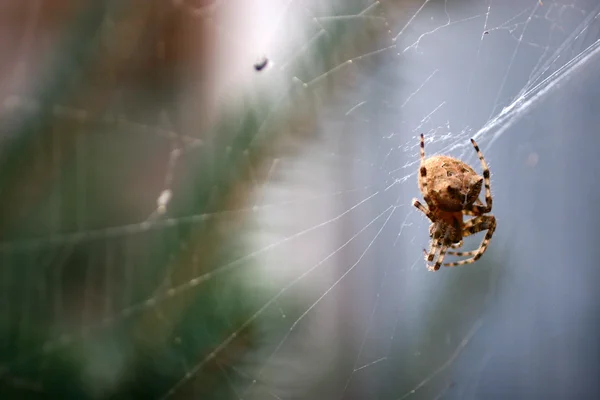 Kedi yüz örümcek — Stok fotoğraf