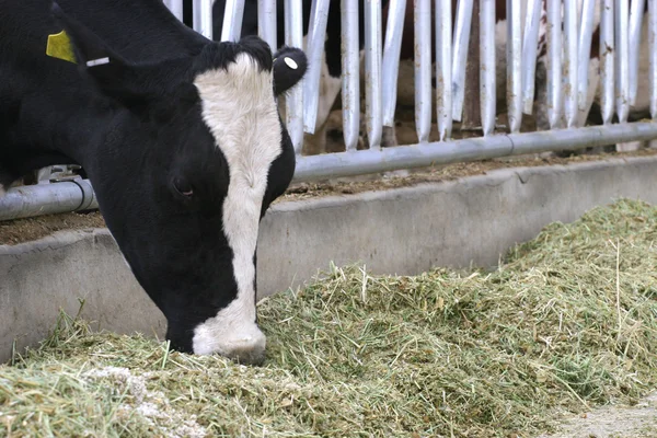 Holstein Giovenca al momento dell'alimentazione Foto Stock Royalty Free