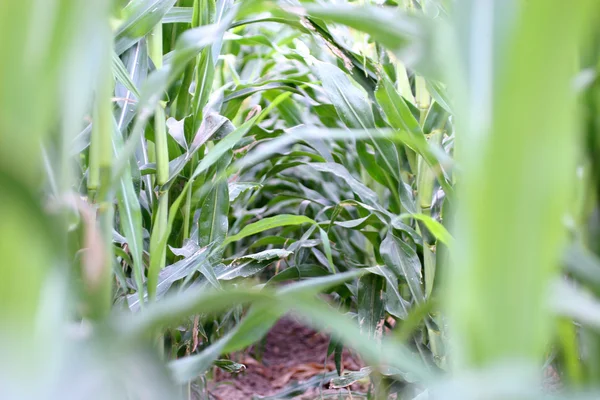 Filas de maíz y tallos — Foto de Stock
