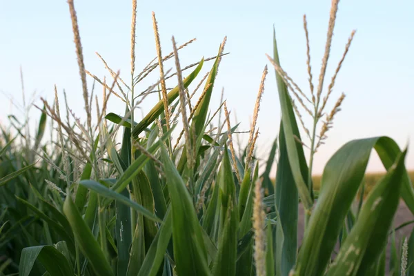 Kukorica-sorok és a szárak — Stock Fotó