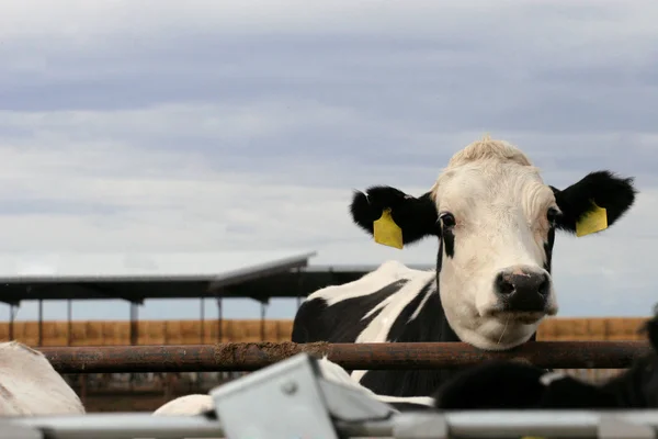 Latteria Holstein Giovenca — Foto Stock
