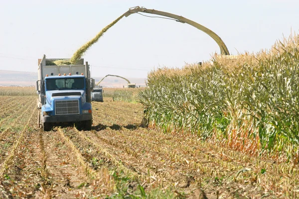 옥수수 수확 — 스톡 사진