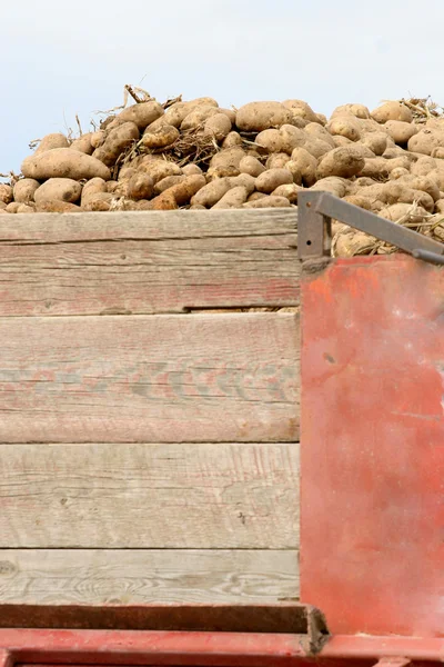 Ciężarówka ziemniaków — Zdjęcie stockowe