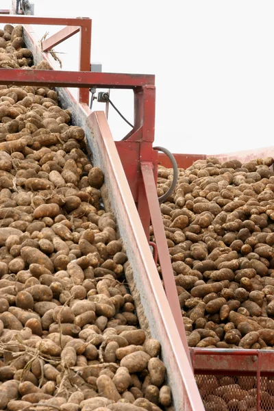 Harvested Potatoes on Conveyor Belt — Stock Photo, Image