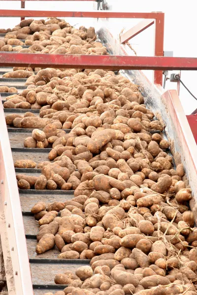 Transportband skördade potatis Stockbild