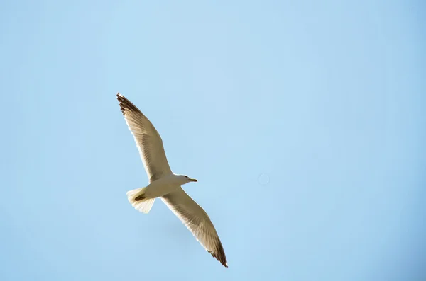 白鴎 — ストック写真
